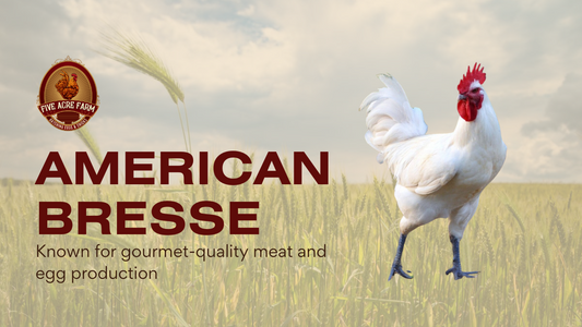 American Bresse - Get To Know