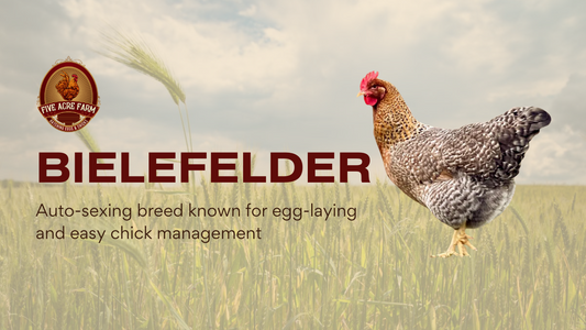 Bielefelder - Get To Know