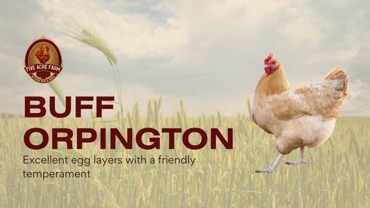Buff Orpington - Get To Know