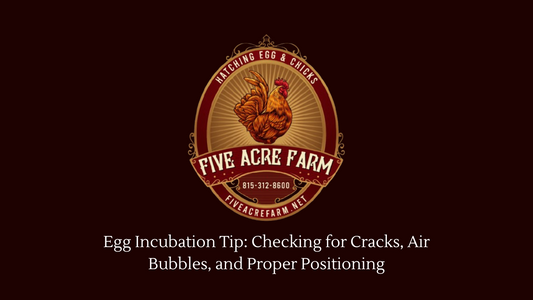 Egg Incubation: Checking for Cracks, Air Bubbles, and Proper Positioning