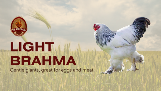 Light Brahma - Get To Know