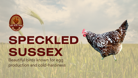 Speckled Sussex - Get To Know