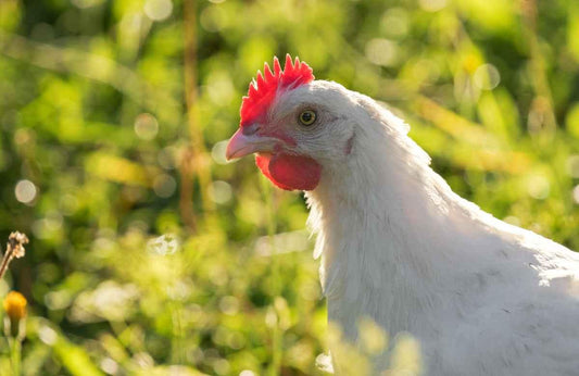 American Bresse Chickens - A Feathered Delight From Five Acre Farm