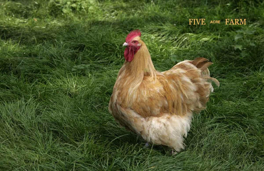 Buff Orpington Chickens: A Golden Legacy from Five Acre Farm
