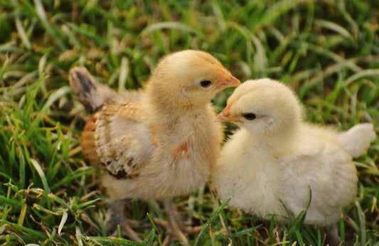 Preserving Tradition: Heritage Chickens at Five Acre Farm