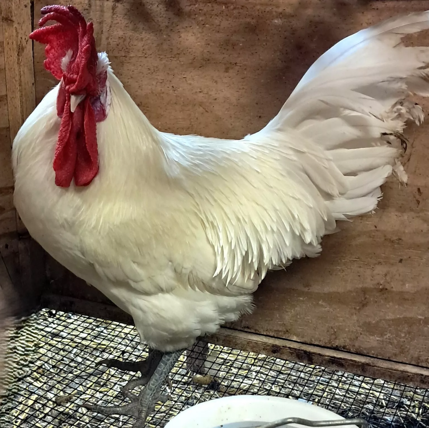Healthy, Happy Baby Chicks – NPIP Certified (Pickup Only)