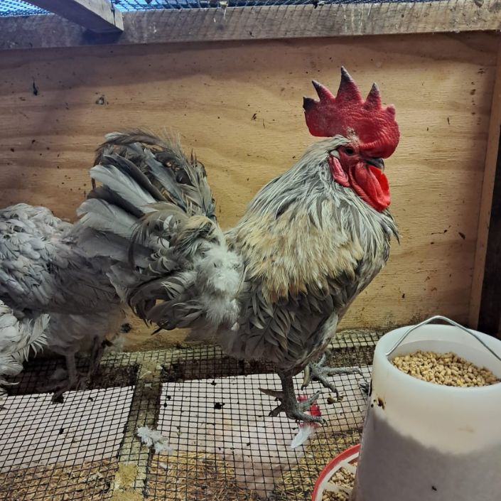 Healthy, Happy Baby Chicks – NPIP Certified (Pickup Only)