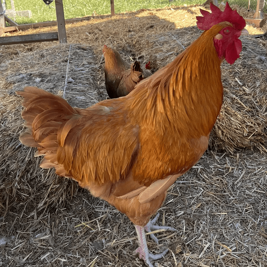 Healthy, Happy Baby Chicks – NPIP Certified (Pickup Only)