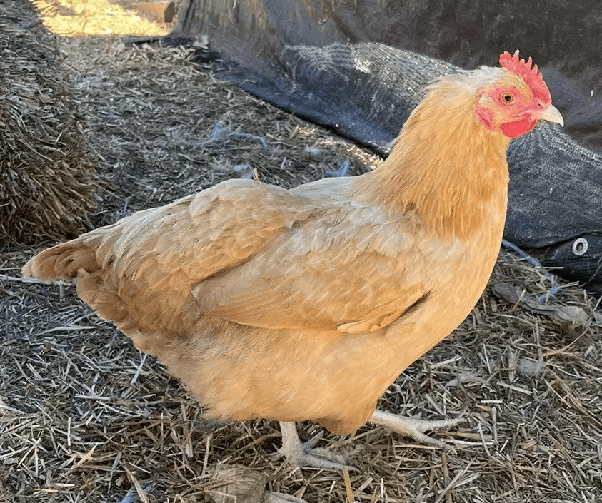 Buff Orpington Hatching Eggs Kentucky Flock NPIP Certified (6 Eggs)