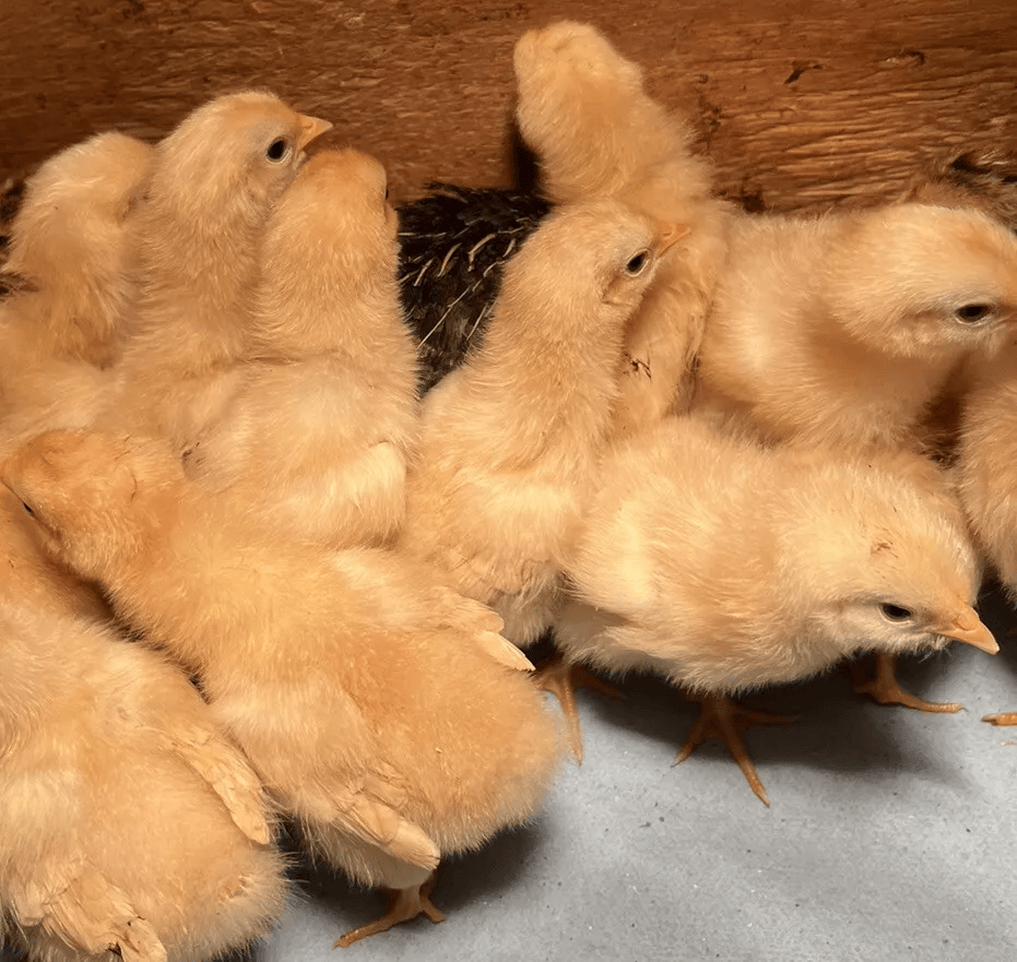 Buff Orpington Hatching Eggs Kentucky Flock NPIP Certified (6 Eggs)