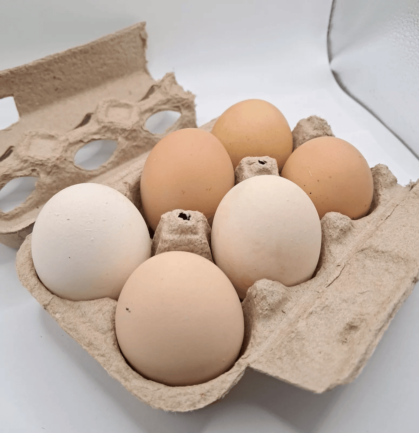Buff Orpington Hatching Eggs Kentucky Flock NPIP Certified (6 Eggs)