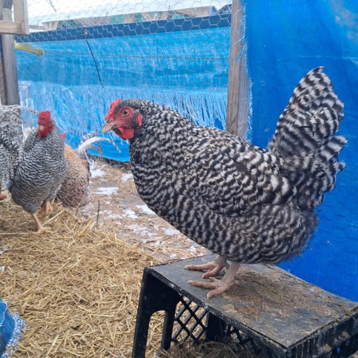 Dominique Hatching Eggs NPIP Certified