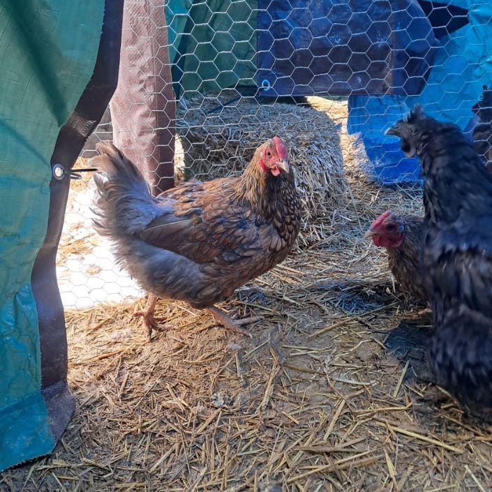Golden Laced Cochin Hatching Eggs NPIP Certified