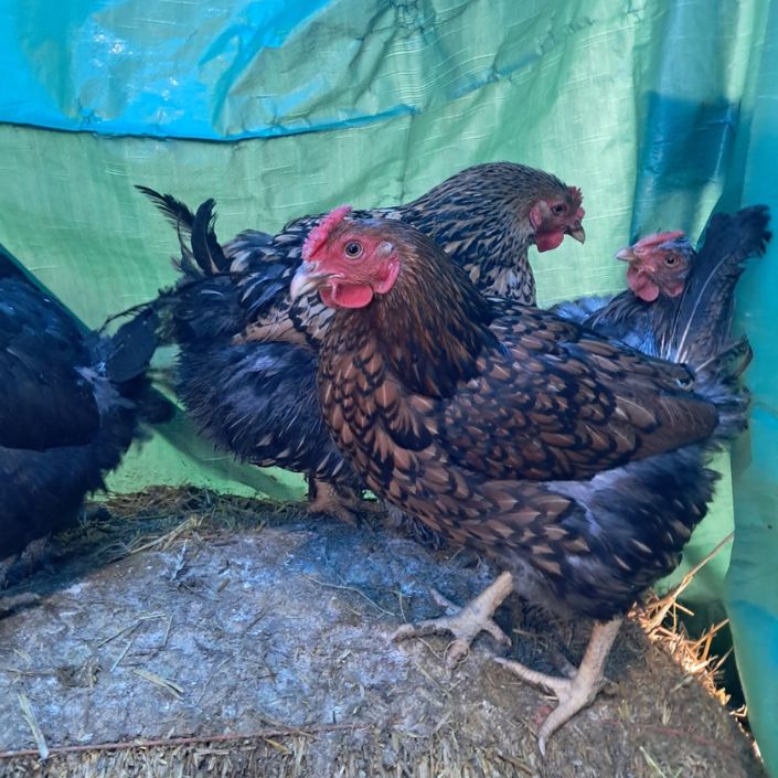 Golden Laced Cochin Hatching Eggs NPIP Certified
