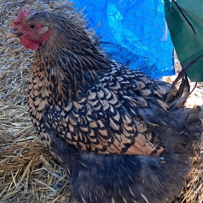 Golden Laced Cochin Hatching Eggs NPIP Certified