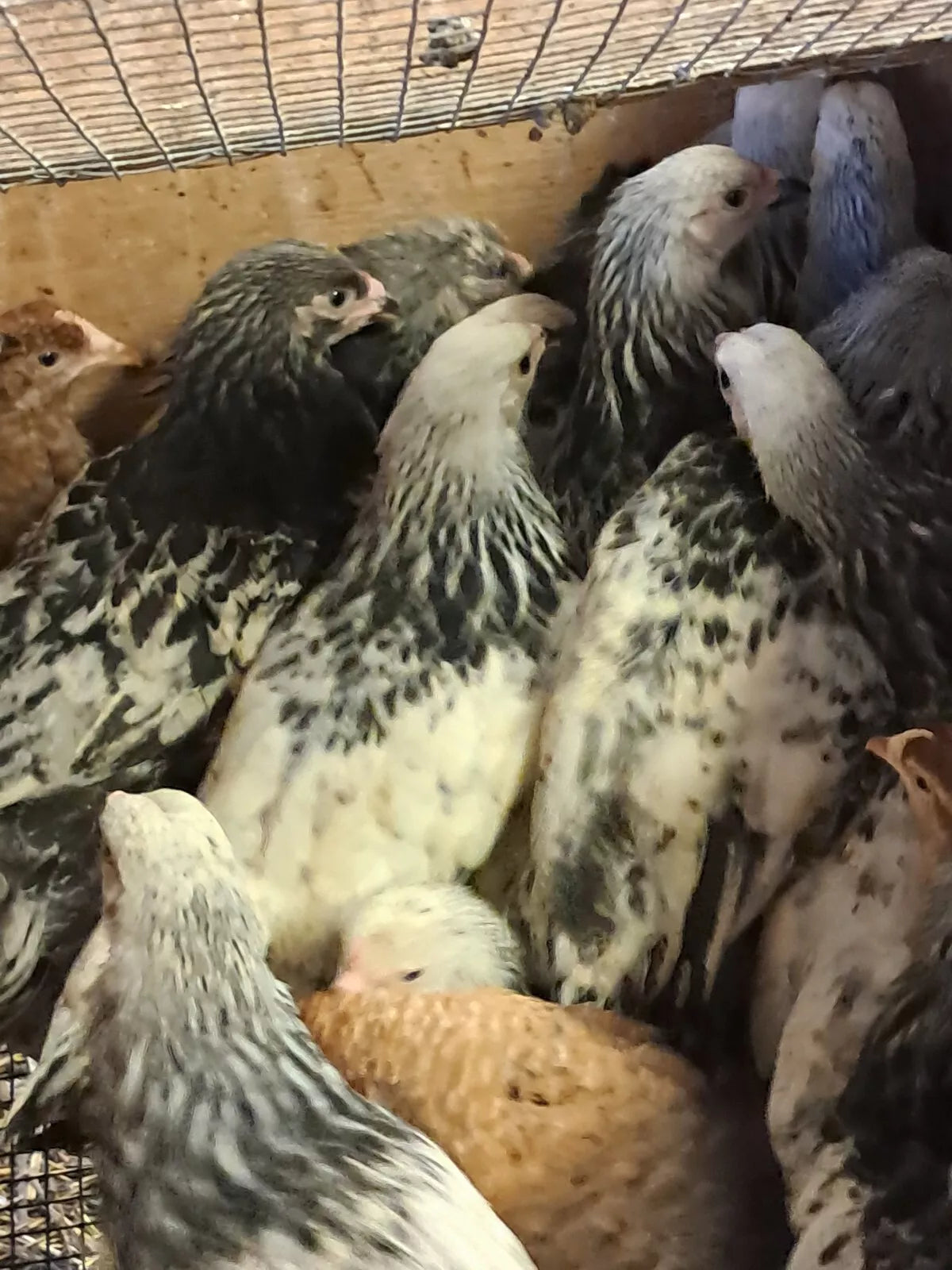 Light Brahma Splash Hatching Eggs Fresh Fertile NPIP Certified (6 Eggs)
