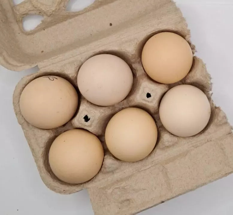 Light Brahma Splash Hatching Eggs Fresh Fertile NPIP Certified (6 Eggs)