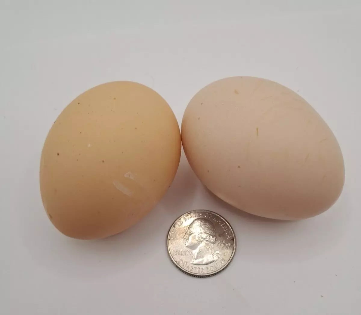 Light Brahma Splash Hatching Eggs Fresh Fertile NPIP Certified (6 Eggs)