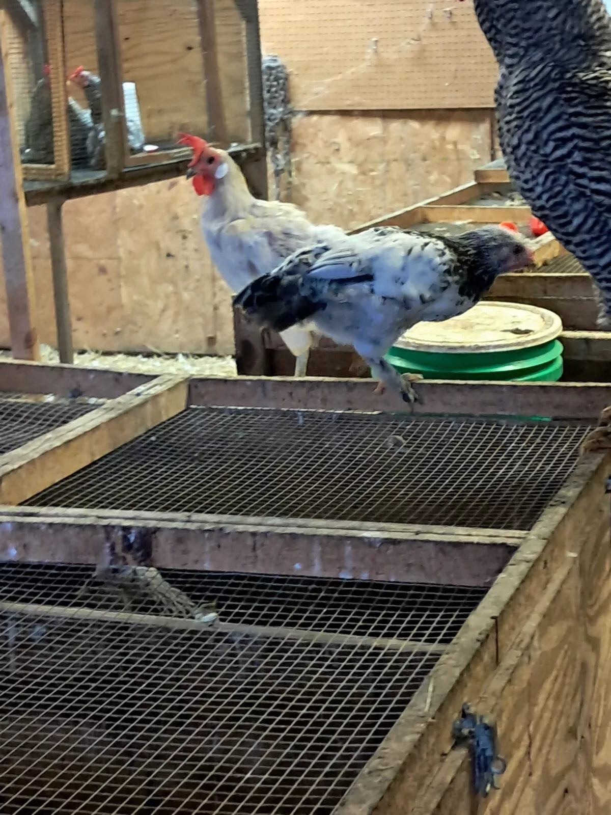 Light Brahma Splash Hatching Eggs Fresh Fertile NPIP Certified (6 Eggs)