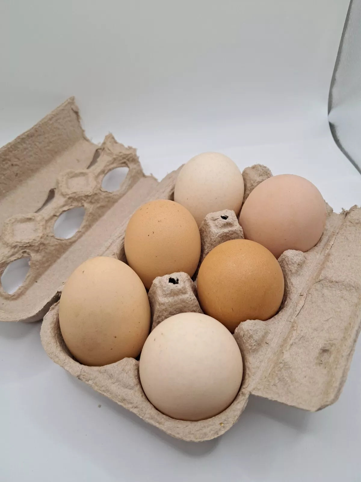 Light Brahma Splash Hatching Eggs Fresh Fertile NPIP Certified (6 Eggs)