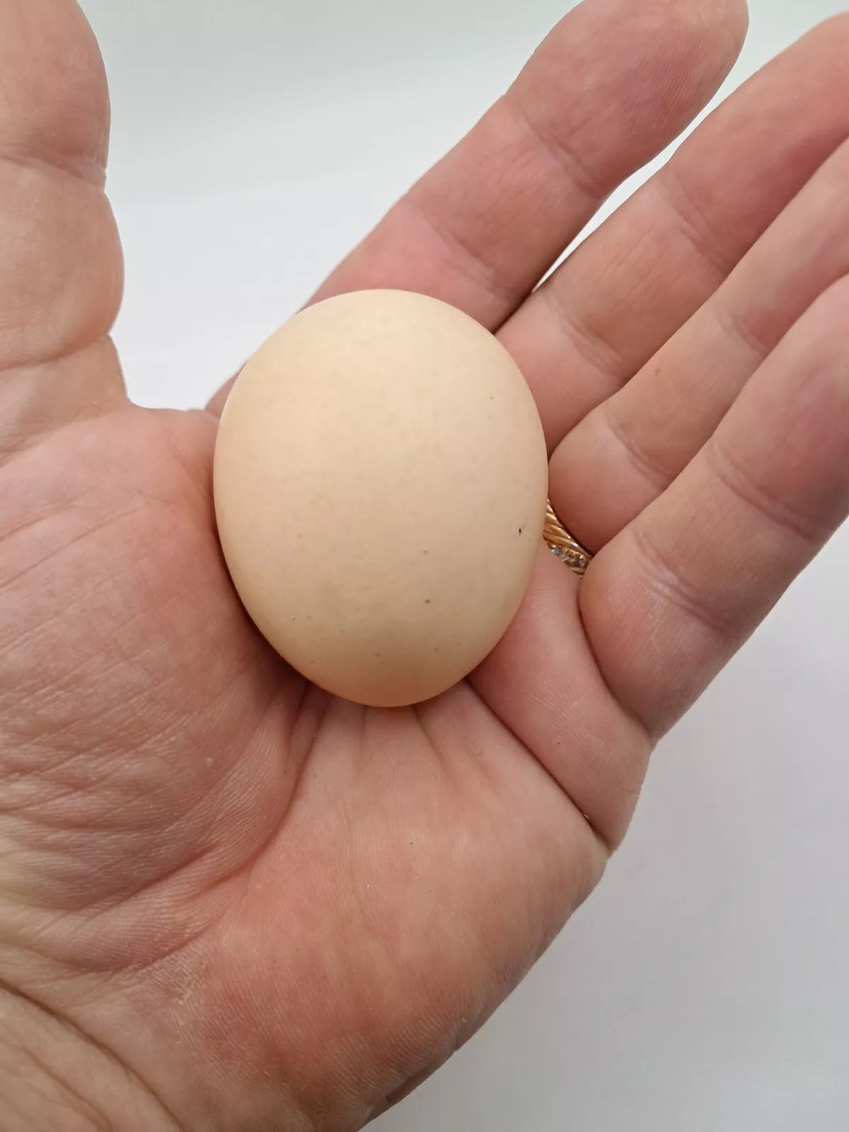 Light Brahma Splash Hatching Eggs Fresh Fertile NPIP Certified (6 Eggs)