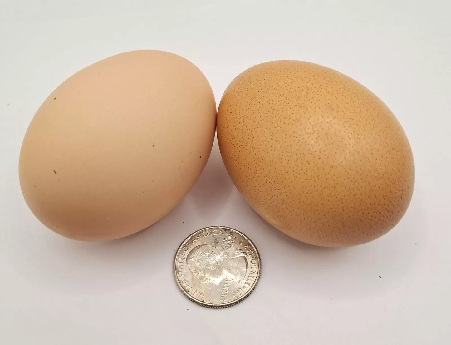 Bielefelder Hatching Eggs Fresh Fertile NPIP Certified