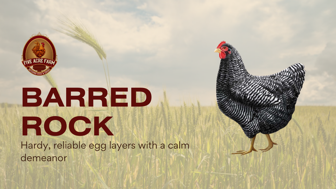 Barred Rock - Get To Know