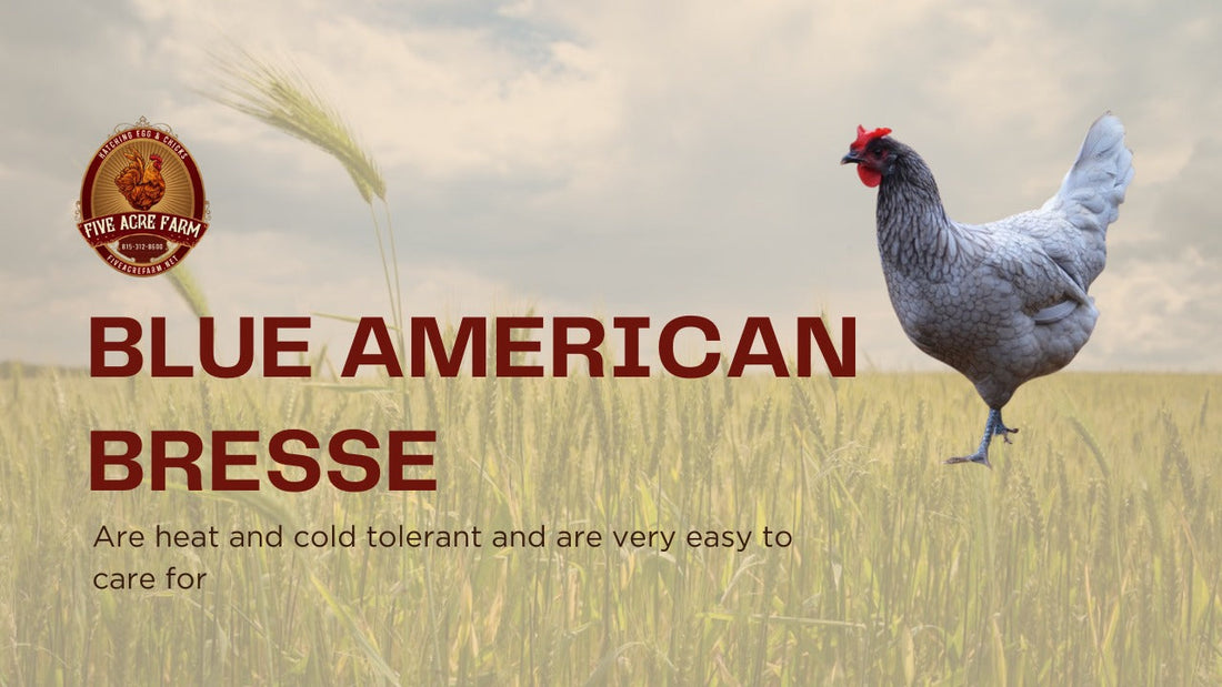 Blue American Bresse - Get To Know