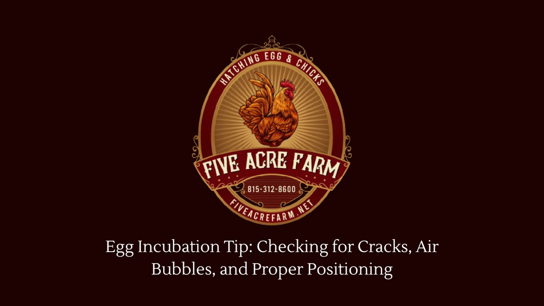 Egg Incubation: Checking for Cracks, Air Bubbles, and Proper Positioning