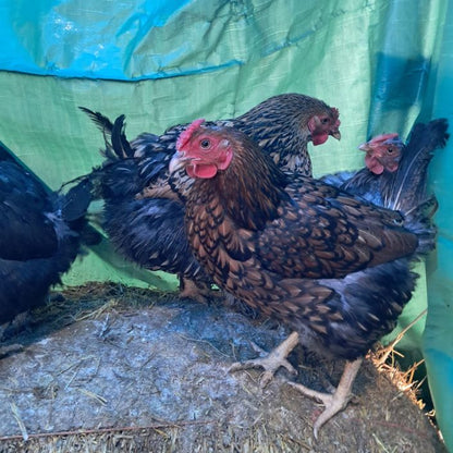 Healthy, Happy Baby Chicks – NPIP Certified (Pickup Only)