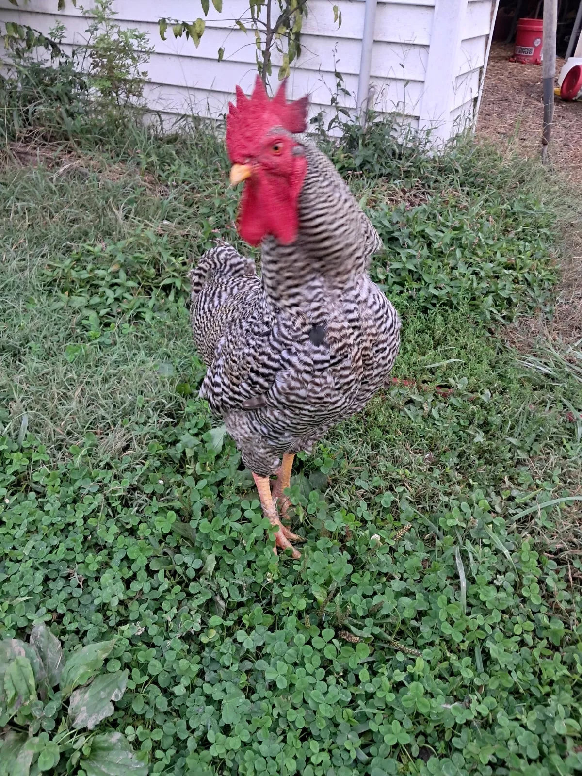 Variety Heritage Pure Breed Hatching Eggs Pure Breeds NPIP Certified Five Acre (12 Eggs)