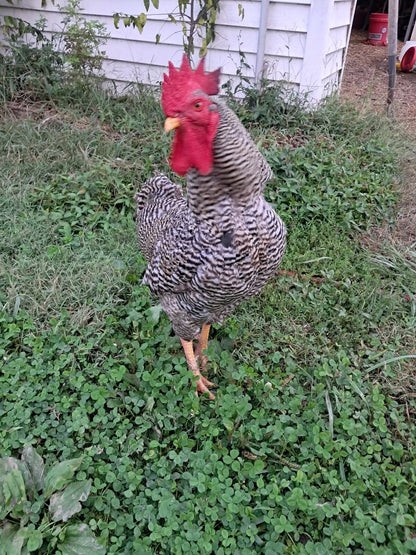 Variety Heritage Pure Breed Hatching Eggs Pure Breeds NPIP Certified Five Acre (12 Eggs)