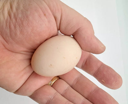 Variety Heritage Pure Breed Hatching Eggs Pure Breeds NPIP Certified Five Acre (12 Eggs)