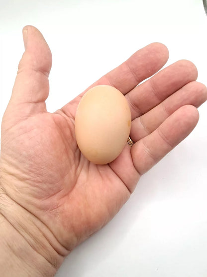 Variety Heritage Pure Breed Hatching Eggs Pure Breeds NPIP Certified Five Acre (12 Eggs)