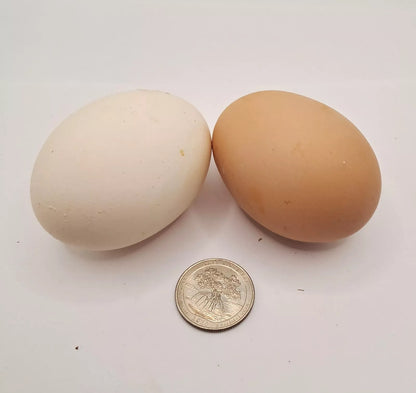 Variety Heritage Pure Breed Hatching Eggs Pure Breeds NPIP Certified Five Acre (12 Eggs)