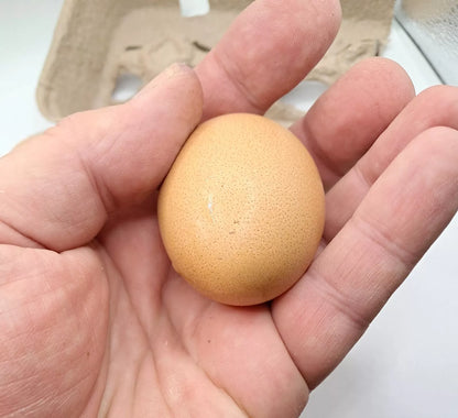 Variety Heritage Pure Breed Hatching Eggs Pure Breeds NPIP Certified Five Acre (12 Eggs)