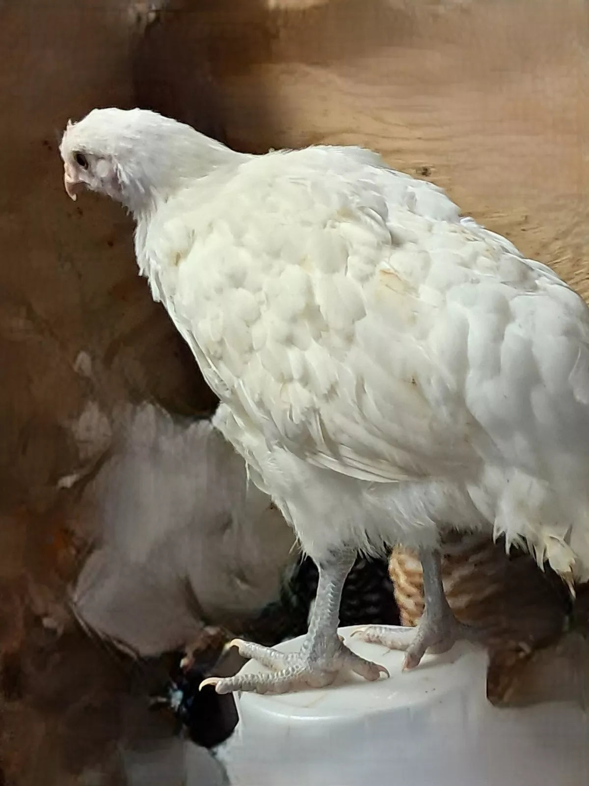 Variety Heritage Pure Breed Hatching Eggs Pure Breeds NPIP Certified Five Acre (12 Eggs)