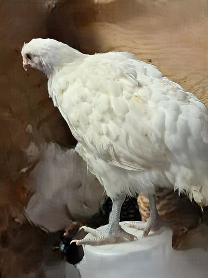 Variety Heritage Pure Breed Hatching Eggs Pure Breeds NPIP Certified Five Acre (12 Eggs)