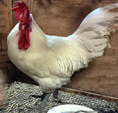 Variety Heritage Pure Breed Hatching Eggs Pure Breeds NPIP Certified Five Acre (12 Eggs)