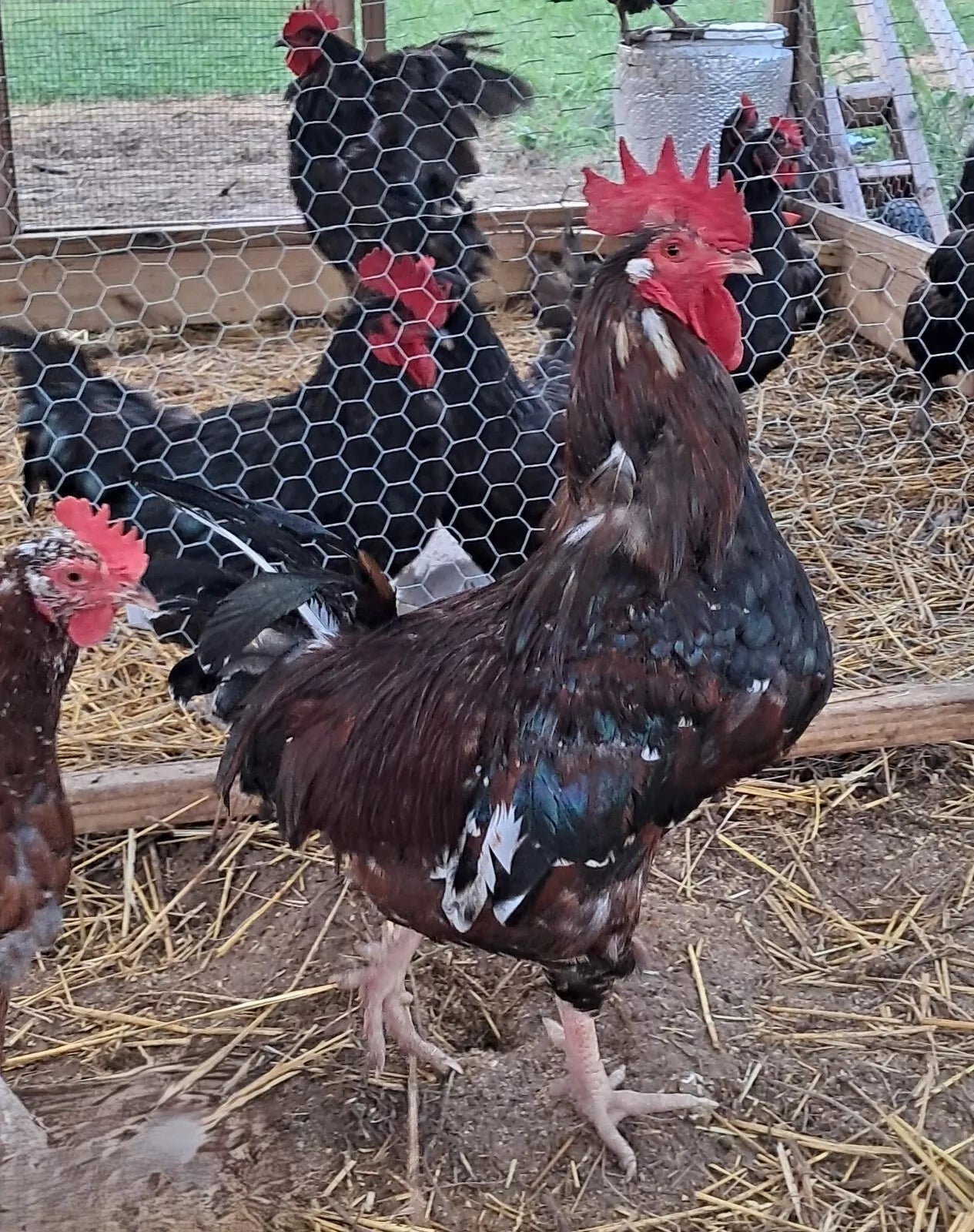 Variety Heritage Pure Breed Hatching Eggs Pure Breeds NPIP Certified Five Acre (12 Eggs)