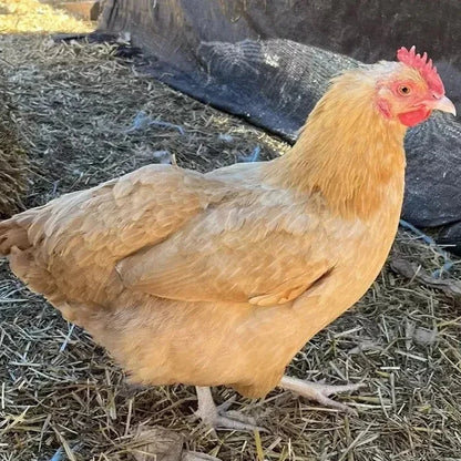 Variety Heritage Pure Breed Hatching Eggs Pure Breeds NPIP Certified Five Acre (12 Eggs)