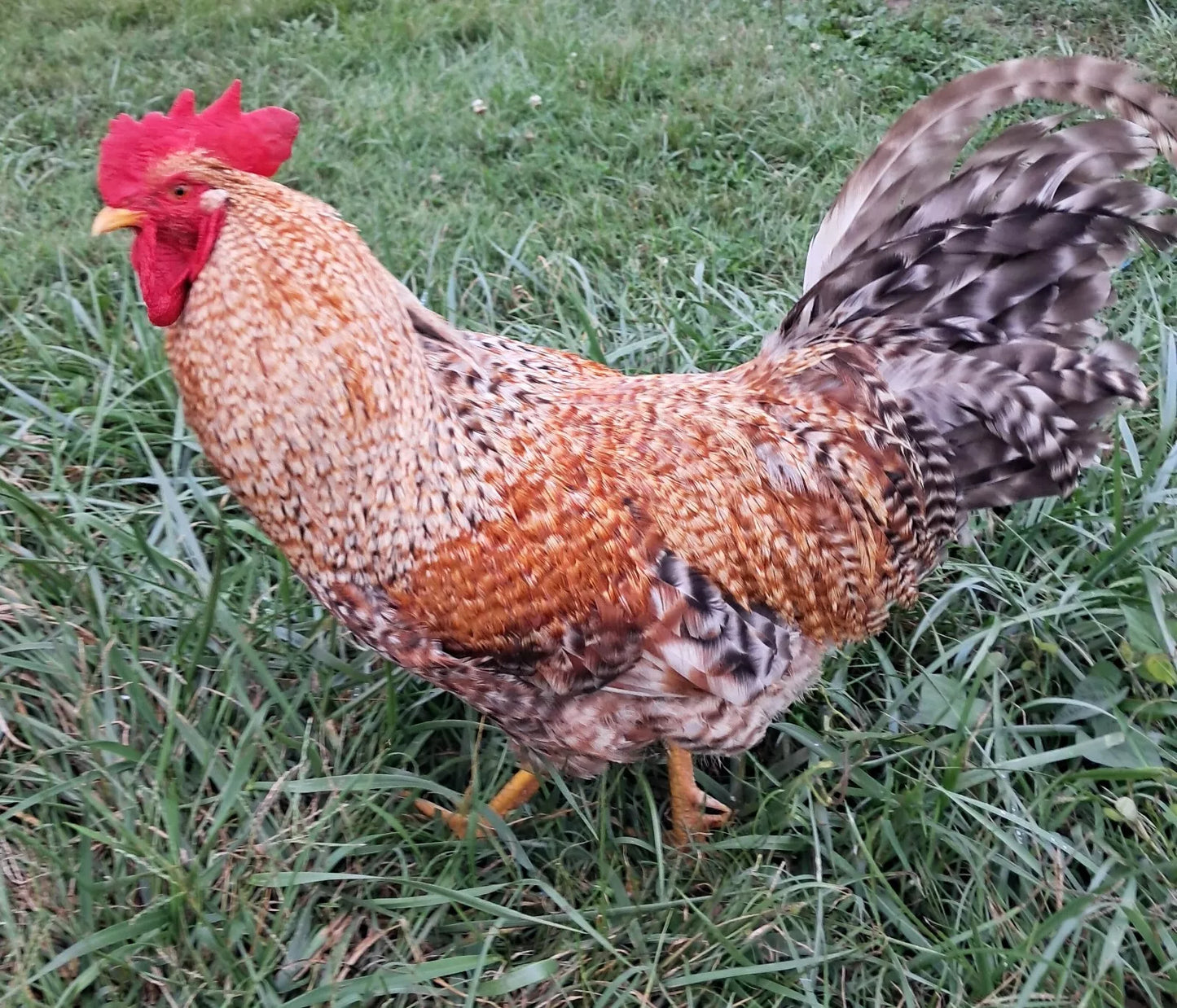 Healthy, Happy Baby Chicks – NPIP Certified (Pickup Only)