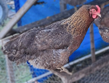 Variety Heritage Pure Breed Hatching Eggs Pure Breeds NPIP Certified Five Acre (12 Eggs)