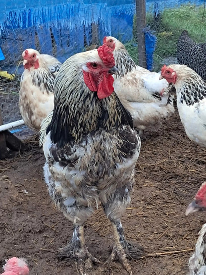 Variety Heritage Pure Breed Hatching Eggs Pure Breeds NPIP Certified Five Acre (12 Eggs)