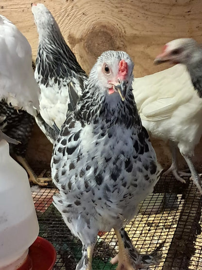 Variety Heritage Pure Breed Hatching Eggs Pure Breeds NPIP Certified Five Acre (12 Eggs)
