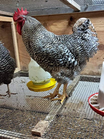 Variety Heritage Pure Breed Hatching Eggs Pure Breeds NPIP Certified Five Acre (12 Eggs)