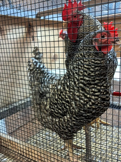 Variety Heritage Pure Breed Hatching Eggs Pure Breeds NPIP Certified Five Acre (12 Eggs)