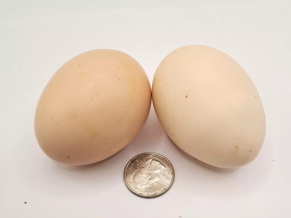 American Bresse Hatching Eggs (6 Eggs)