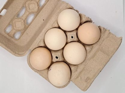 American Bresse Hatching Eggs (6 Eggs)