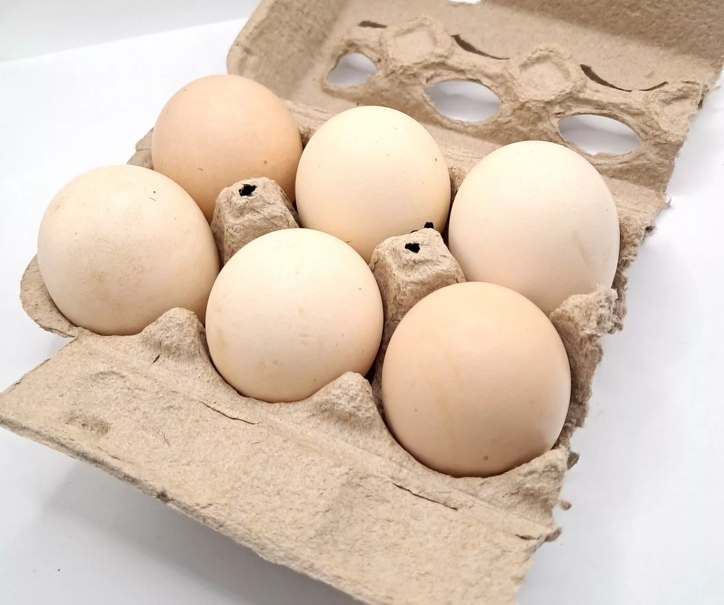 American Bresse Hatching Eggs (6 Eggs)